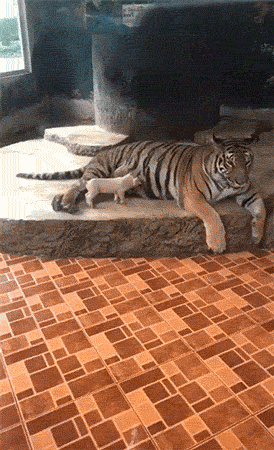 9db3d7adc952ad9f90f227d1d03b3d71.gif