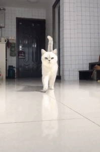 8c0a636517a185b5c3fbef6d346eef0c.gif