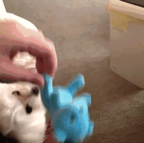 t01eff983ddc11bbf30.gif