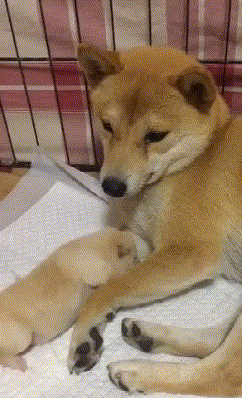 2baa326f6ed742508aac52bb1b002add.gif