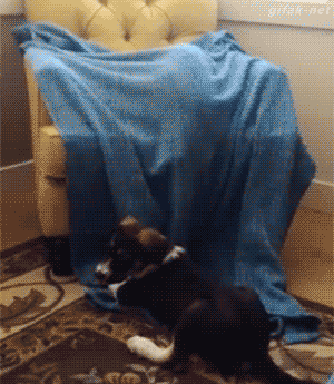 43b62b1a626f4d328ecd766a8868d690.gif