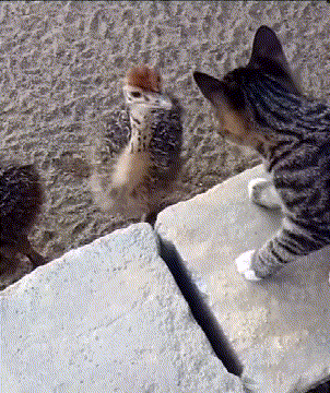 cc778e16853afce0c418b550307eb8cd.gif