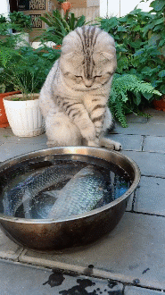 t01fbb4902cb44763aa.gif