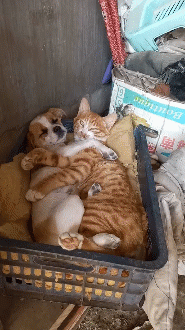 t01458b702c435f18d8.gif