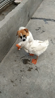 t018e437da8394ff08c.gif