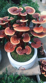 t0144ec474ca5f72a29.gif