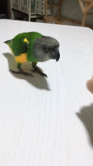 t01ceeebb3fb40a7b11.gif
