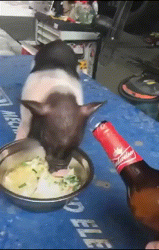 c1b63ff52cb3df8b0e628323ba4c5406.gif