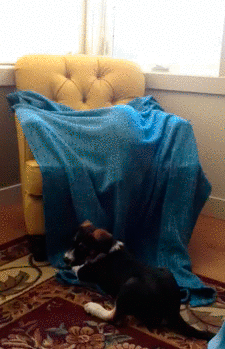 t018688b51239261553.gif