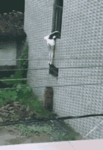 t01ec4d81d670061ba5.gif