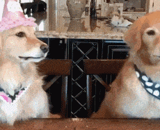 t01c18c30274b419827.gif