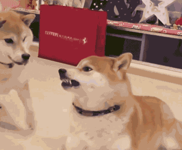 21524062.gif
