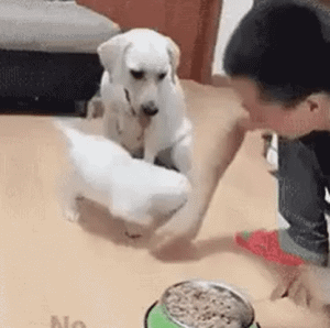0f1eea37f341d6a21b18e7c8955ebc1c.gif