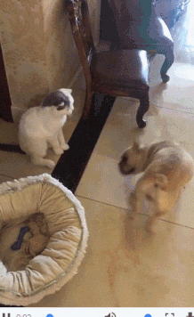 1ea26df32fc54e5a8e29928e1d00736f.gif