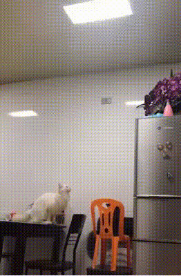 2c1d526615f69c760518becef81b32f1.gif