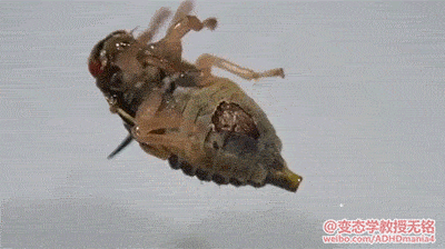 8e89b8842dd6f35fb80e6a41cbed3a6b.gif
