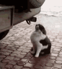 3221f1a2a0714de49b5ed16d753ce6a4.gif