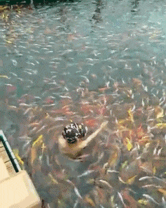 76486876436047f2930a78360684260f.gif