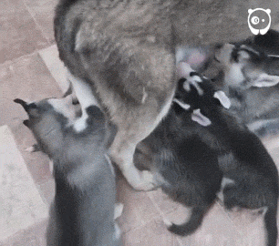bfd3d00661144869ae0c5ee013bdc665.gif