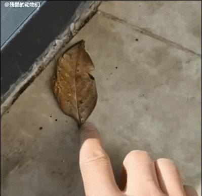 253c8a43ae658ded8670bb115c1cf39d.gif