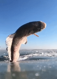 10c4fca7cafa37992cd220141cd4f7bd.gif