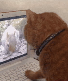 t0194fb99e248651043.gif