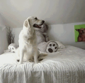 7aa38e563a87a4a0d1c24aeb0e0093f9.gif