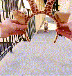 c29172638df9f8493bc69e42b794a817.gif