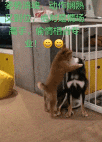 c0a1b00194e64c35901166698a6e8916.gif