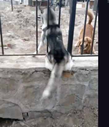 a1a2693ab7fb4435845d8409d616fd4e.gif
