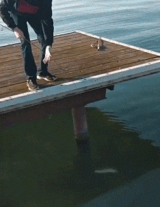 t01ff542f5ded352447.gif