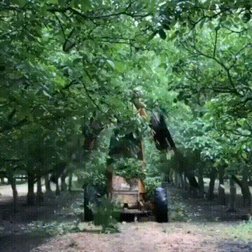 t015184c27996583ee5.gif