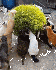 t01cb44f82f54017412.gif
