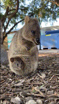 5221c8effac849479107a983ac7d0f83.gif