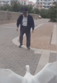 t019c6b07bd594713cb.gif